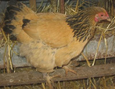 Here are other breeds of chickens we have. Buff Brahma